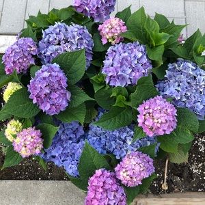 Meet your Posher, Gina